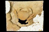 Fossil Crab (Potamon) Preserved in Travertine - Turkey #121383-5